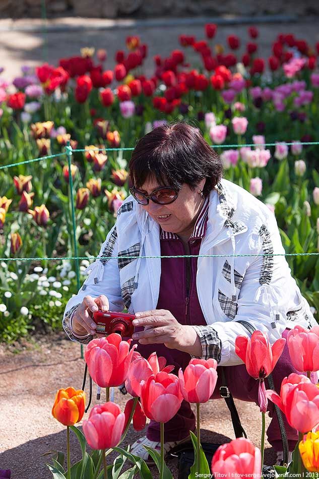 У Нікітському Ботанічному саду квітнуть тюльпани