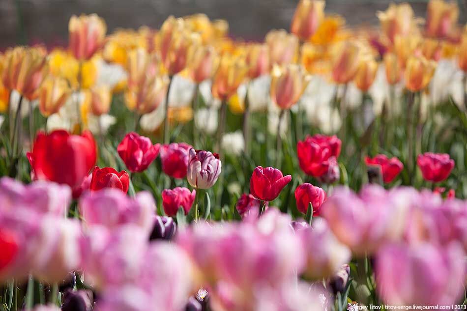 У Нікітському Ботанічному саду квітнуть тюльпани