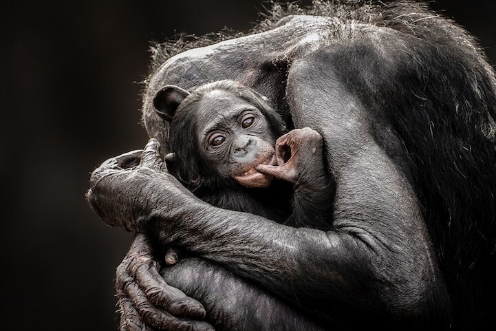 Потрясающие снимки с фотоконкурса от National Geographic