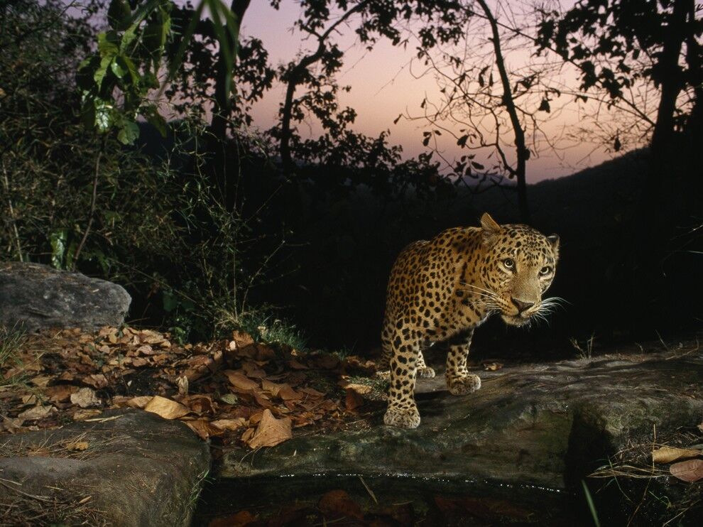 Кращі фотографії National Geographic в квітні