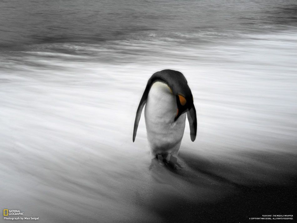 Лучшие фото недели от National Geographic - 06.04.2013