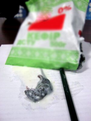 На Луганщині жінка знайшла в пакеті кефіру дохлу мишу. Фото