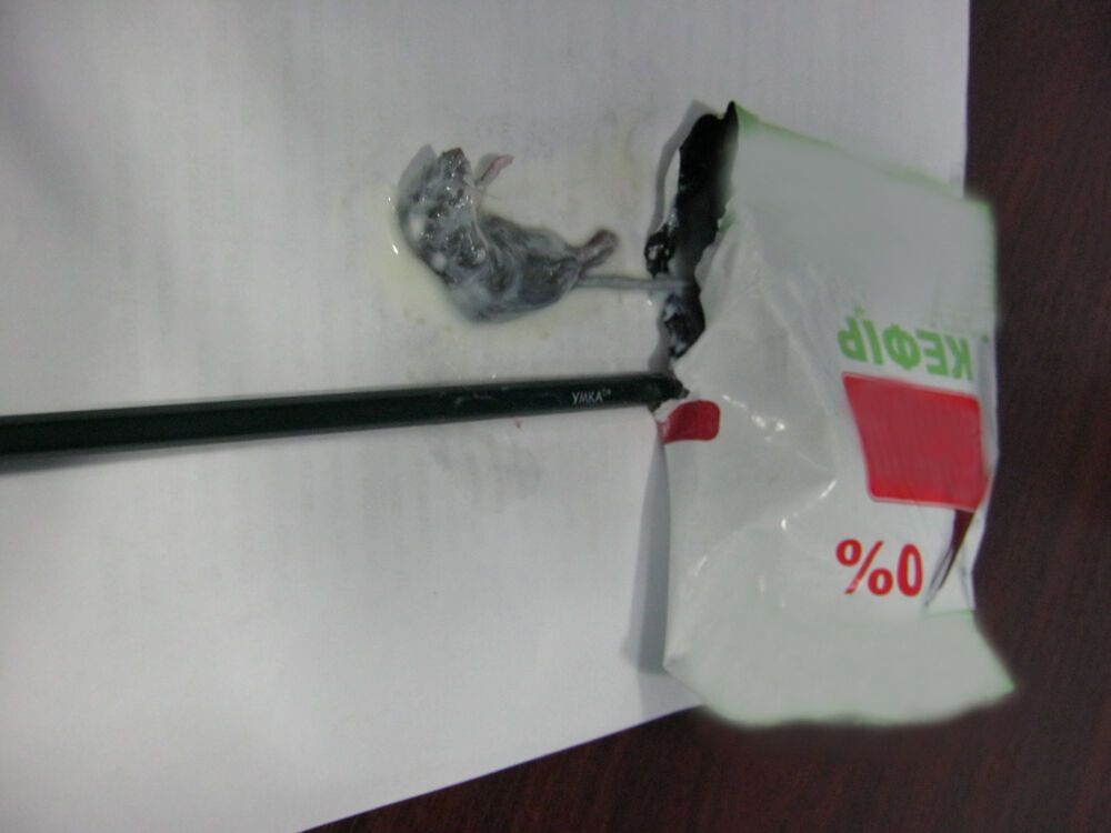 На Луганщині жінка знайшла в пакеті кефіру дохлу мишу. Фото