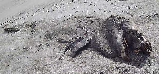 В Новой Зеландии на пляже обнаружили неизвестное чудовище