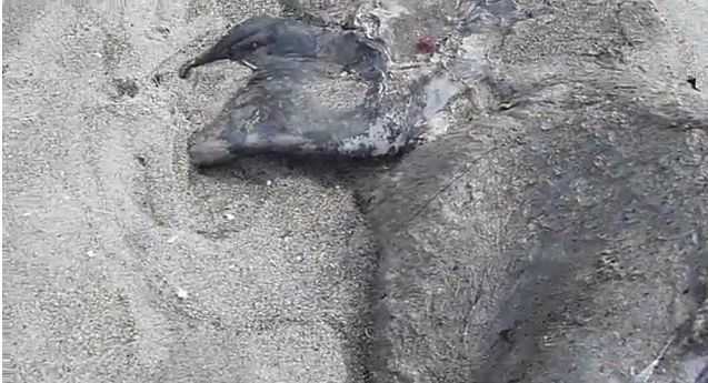 У Новій Зеландії на пляжі виявили невідоме чудовисько