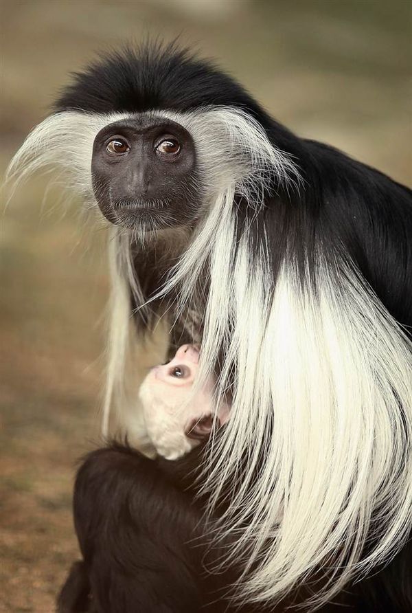 Тварини і їх дитинчата