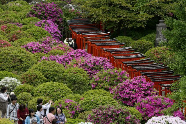 Цвітіння азалії в Японії
