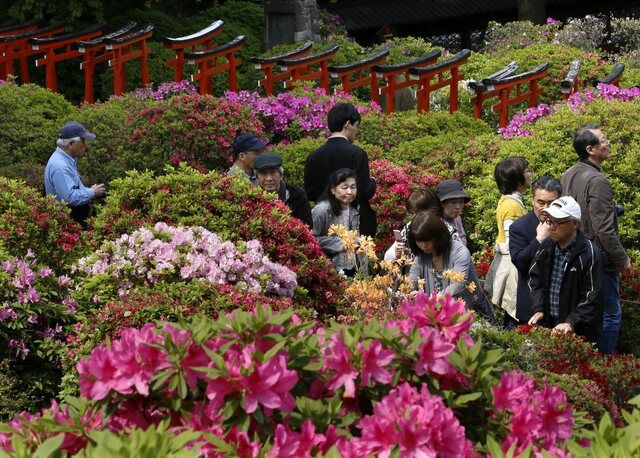 Цвітіння азалії в Японії