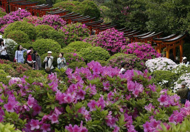 Цветение азалии в Японии