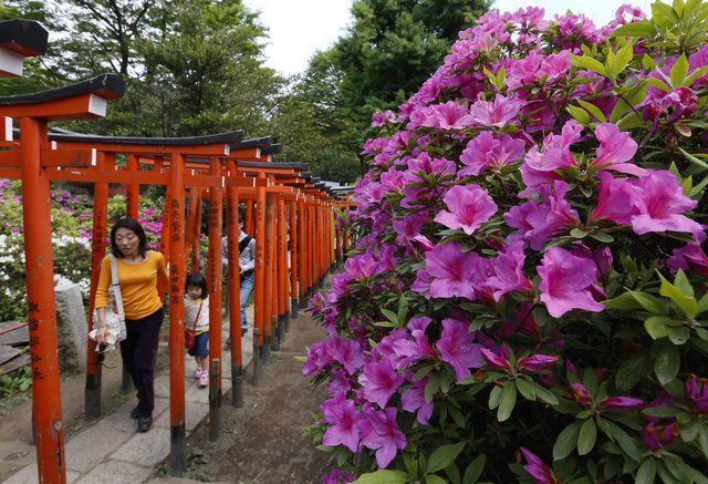 Цветение азалии в Японии