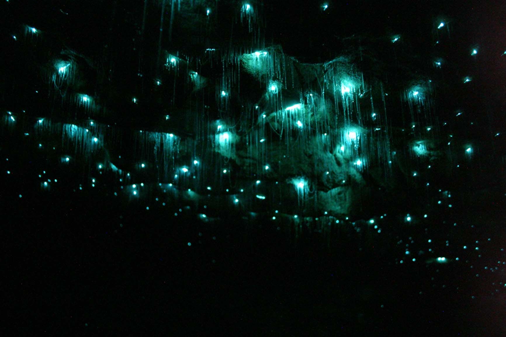 Новая Зеландия: потрясающие пещеры светлячков Ваймото
