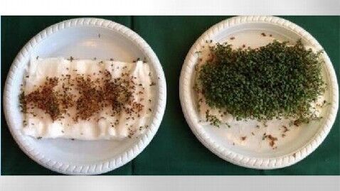 Школьники доказали негативное влияние Wi-Fi