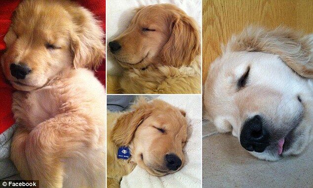 Слепой щенок Рэй Чарльз - новая любимая собака Интернета