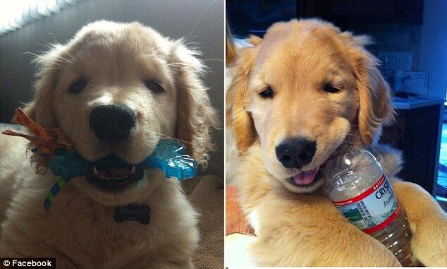 Слепой щенок Рэй Чарльз - новая любимая собака Интернета