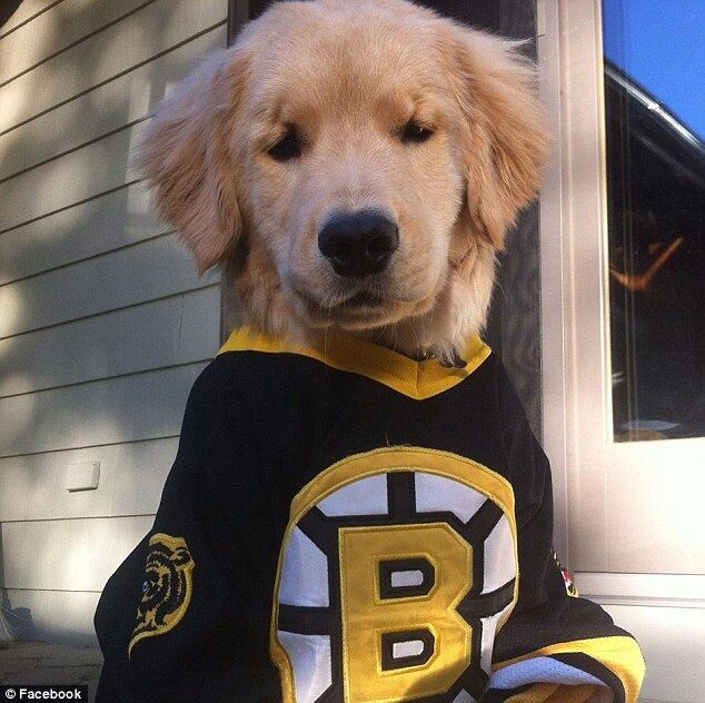 Слепой щенок Рэй Чарльз - новая любимая собака Интернета