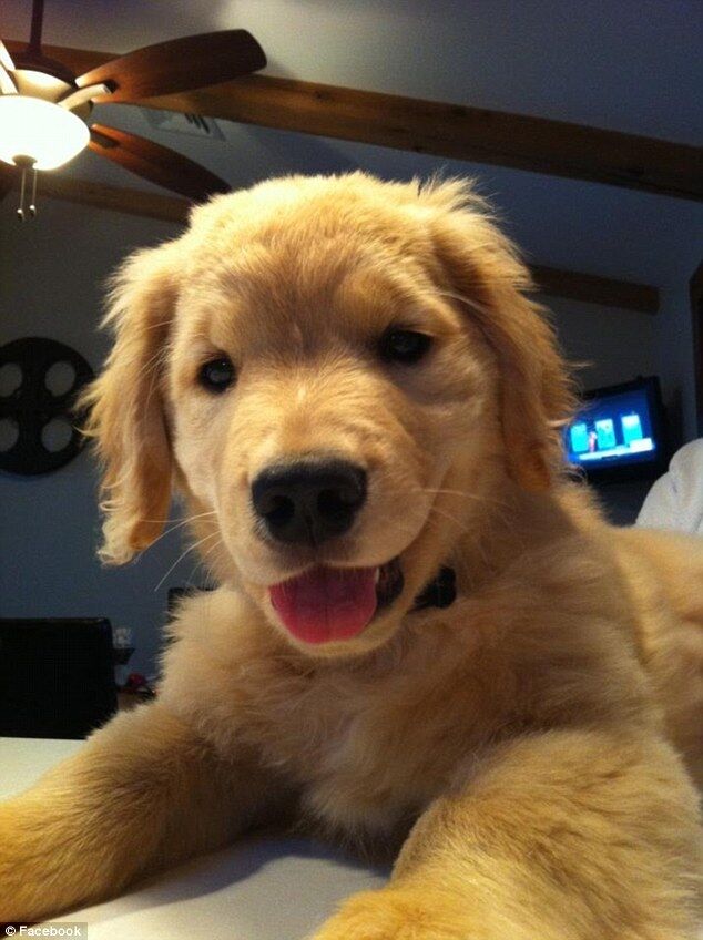 Слепой щенок Рэй Чарльз - новая любимая собака Интернета