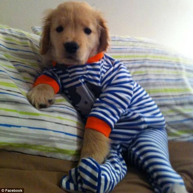 Слепой щенок Рэй Чарльз - новая любимая собака Интернета