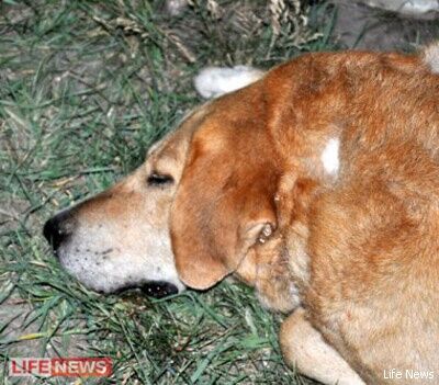 В Адигеї в розпліднику застрелили 40 собак