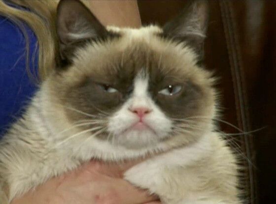 Grumpy Cat станет главным героем новой комедии