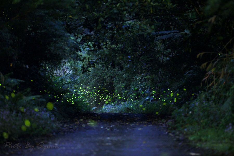 Чарівні ліси світлячків