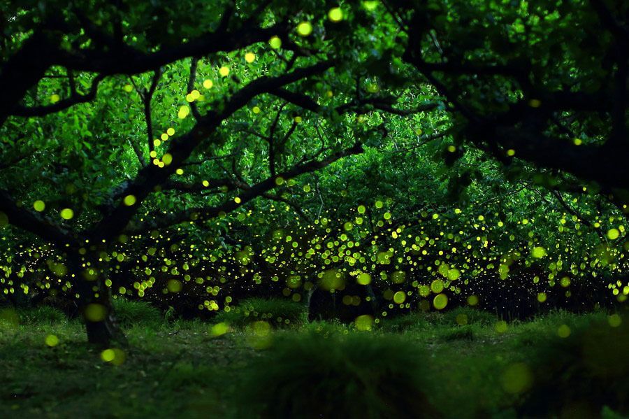 Волшебные леса светлячков
