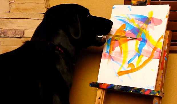 Пес пишет картины, чтобы помочь бездомным животным