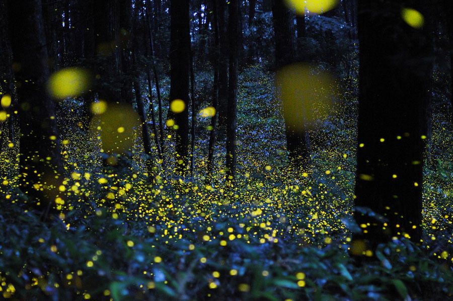 Чарівні ліси світлячків