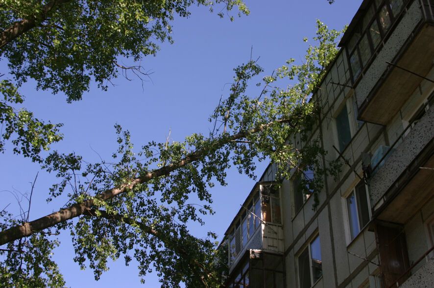 В Полтаве дерево упало на пятиэтажку