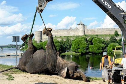 В Эстонии уже 4-й день не могут избавиться от мертвого слона