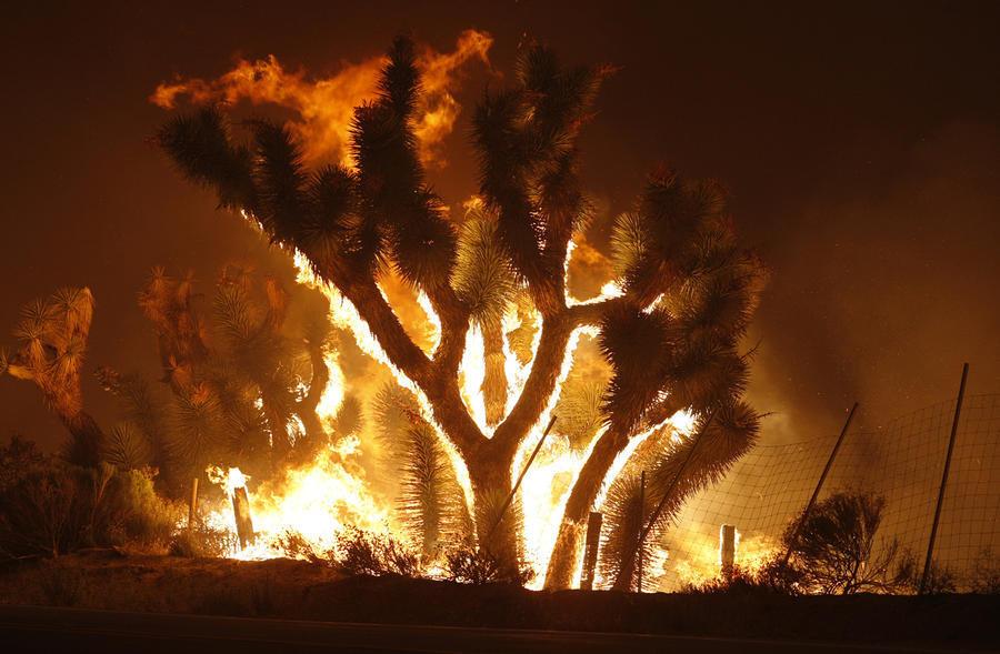 Лесные пожары в Лос-Анджелесе