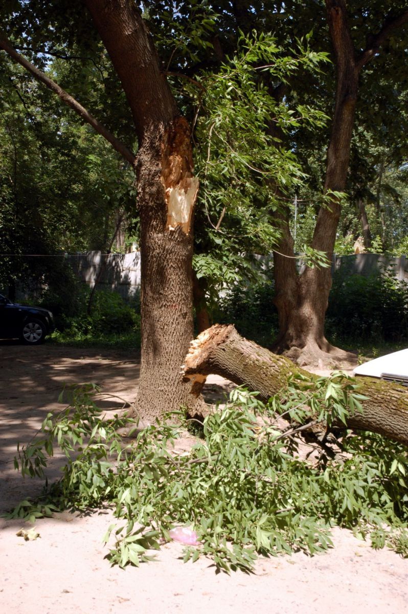 В Харькове огромное дерево раздавило сразу две "шестерки"