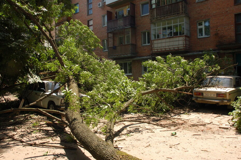 В Харькове огромное дерево раздавило сразу две "шестерки"