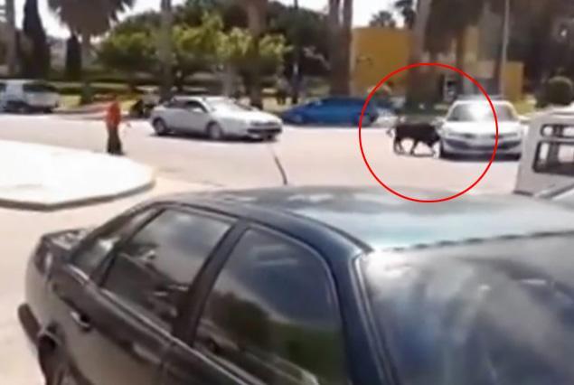 Сбежавший бык атаковал случайного прохожего на дороге