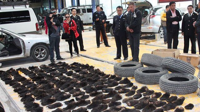 Росіяни намагалися ввезти в Китай понад 200 ведмежих лап