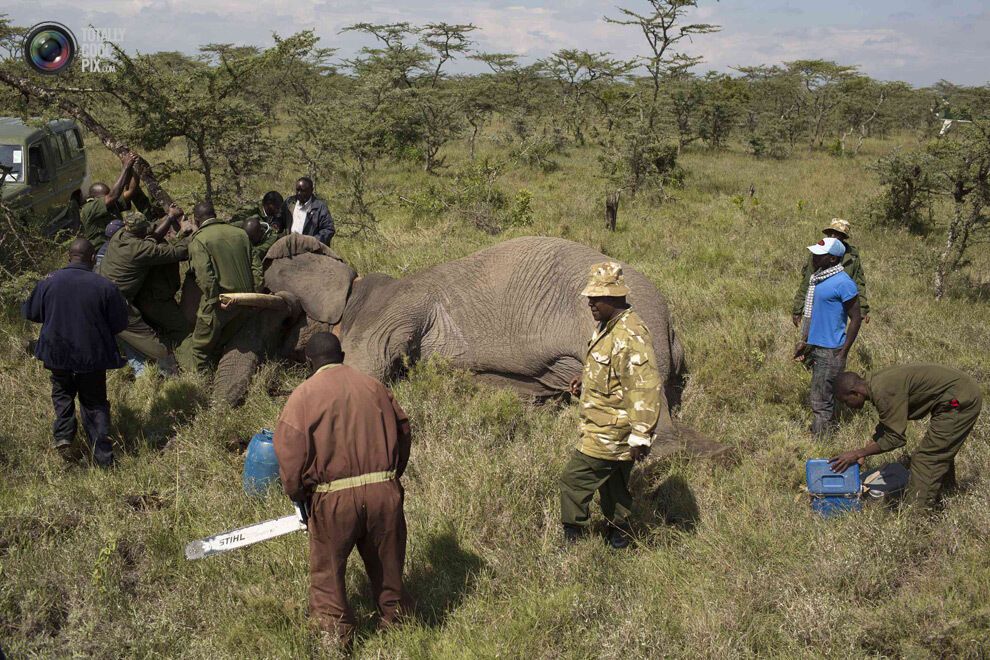 Переселение слонов в Кении