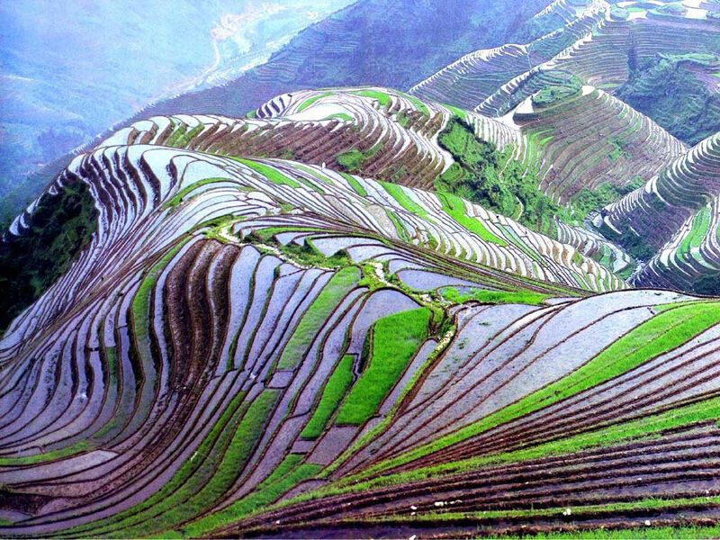 Рисовые террасы в Китае стали всемирным наследием
