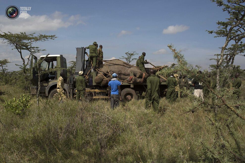 Переселення слонів в Кенії