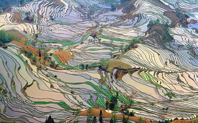 Рисовые террасы в Китае стали всемирным наследием