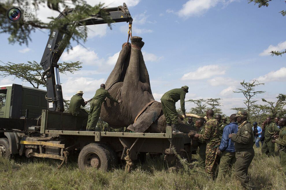 Переселение слонов в Кении