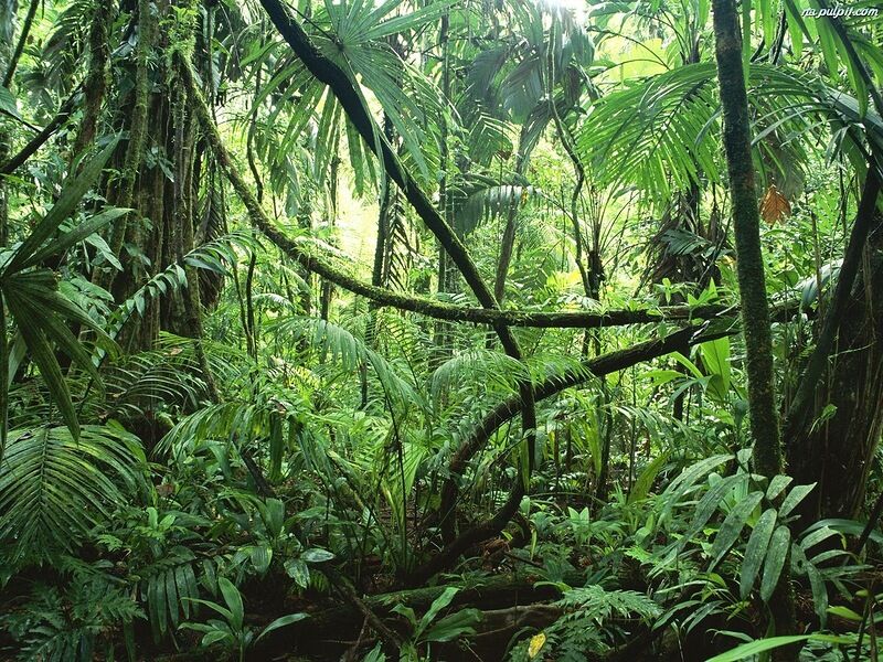 Фотопутешествие по лісах Амазонки
