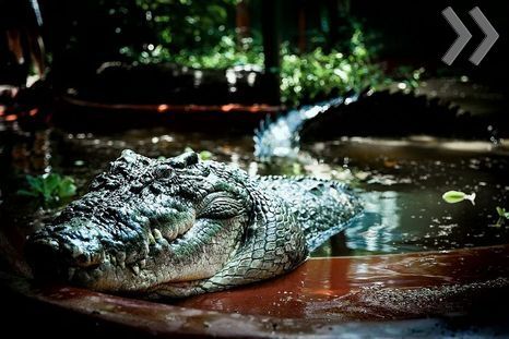 Самый большой в мире крокодил отметил 110-летие