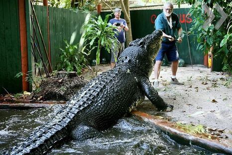 Самый большой в мире крокодил отметил 110-летие