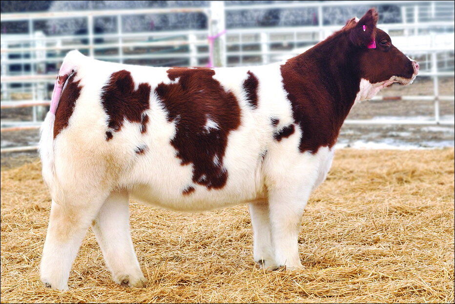 Плюшеві корови з Айови