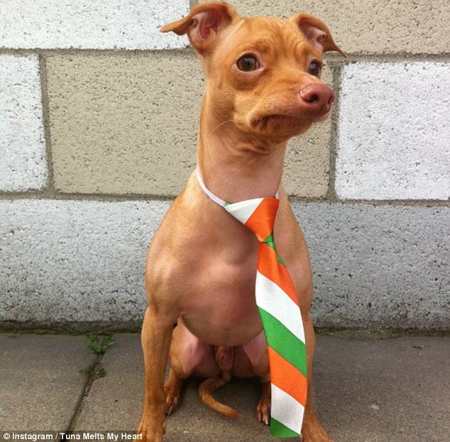 Пес Тунец покорил Интернет неправильным прикусом