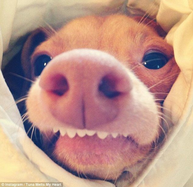 Пес Тунец покорил Интернет неправильным прикусом