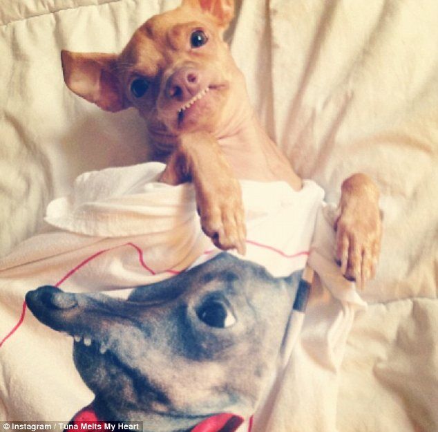 Пес Тунец покорил Интернет неправильным прикусом