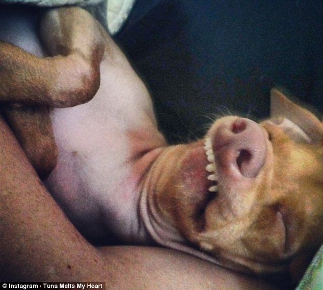 Пес Тунец покорил Интернет неправильным прикусом