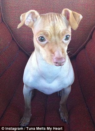 Пес Тунец покорил Интернет неправильным прикусом