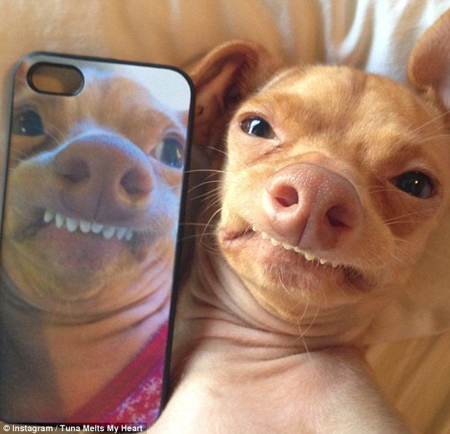 Пес Тунец покорил Интернет неправильным прикусом