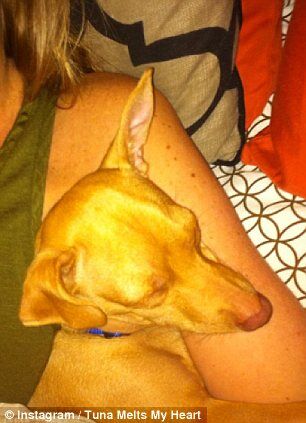 Пес Тунец покорил Интернет неправильным прикусом